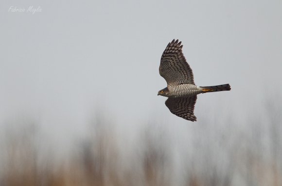 Sparviere - Eurasian sparrowhawk (Accipiter nisus)