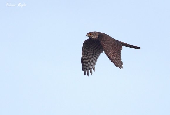 Sparviere - Eurasian sparrowhawk (Accipiter nisus)