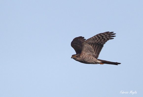 Sparviere - Eurasian sparrowhawk (Accipiter nisus)