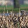 Sparviere - Eurasian sparrowhawk (Accipiter nisus)