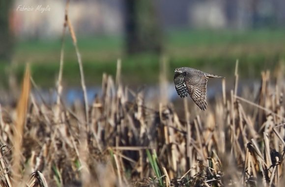 Sparviere - Eurasian sparrowhawk (Accipiter nisus)