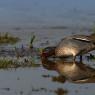 Anatra marzaiola - Garganey (Anas querquedula)