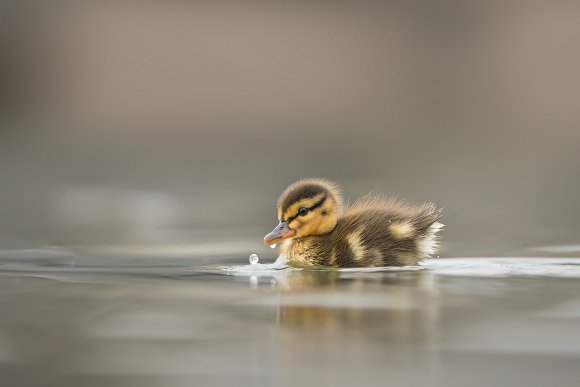 Germano reale - Mallard duck