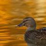 Germano reale - Wild duck (Anas platyrhynchos)