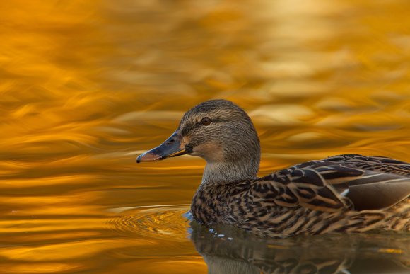 Germano reale - Wild duck (Anas platyrhynchos)
