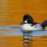 Quattrocchi - Goldeneye (Bucephala clangula)