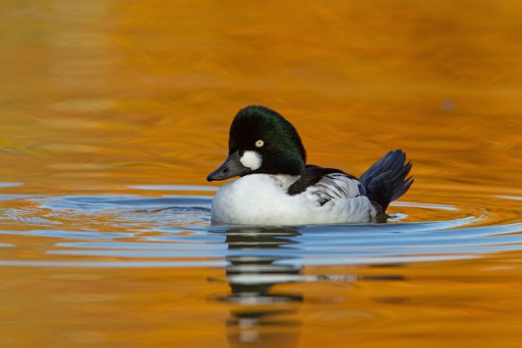 Quattrocchi - Goldeneye (Bucephala clangula)