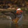 Anatra mandarina - Mandarin duck (Aix galericulata)