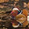 Anatra mandarina - Mandarin duck (Aix galericulata)