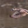 Anatra marmorizzata -  Marbled teal (Marmaronetta angustirostris)