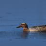 Anatra marzaiola - Garganey (Anas querquedula)