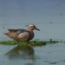 Anatra marzaiola - Garganey (Anas querquedula)