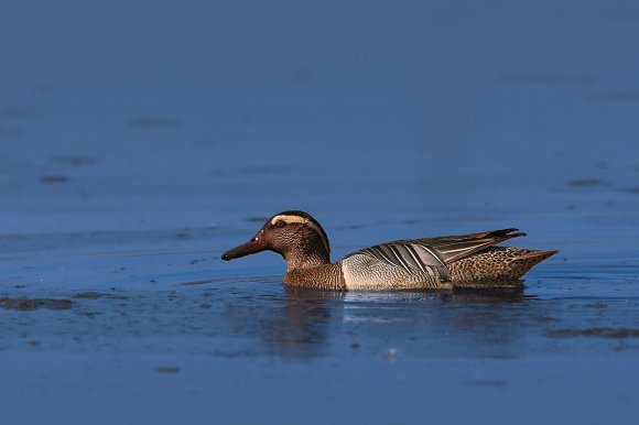 Anatra marzaiola - Garganey (Anas querquedula)