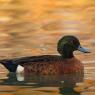 Alzavola castana - Chestnut teal (Anas castanea)