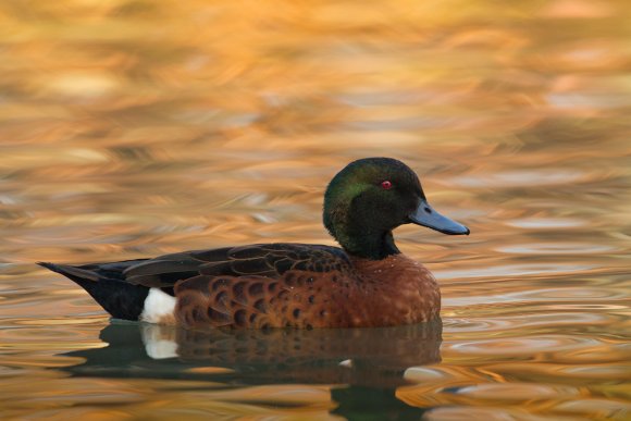 Alzavola castana - Chestnut teal (Anas castanea)