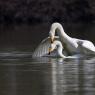 Cigno selvatico -  Whooper swan (Cygnus cygnus)