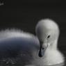 Cigno selvatico -  Whooper swan (Cygnus cygnus)
