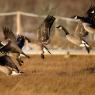 Oca canadese - Canadian goose (Branta canadensis)