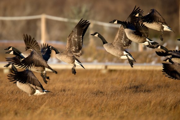 Oca canadese - Canadian goose (Branta canadensis)