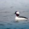 Quattrocchi minore -  Bufflehead (Bucephala albeola)