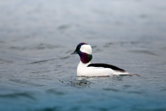 Quattrocchi minore -  Bufflehead (Bucephala albeola)