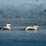 Edredone - Common Eider (Somateria mollissima)