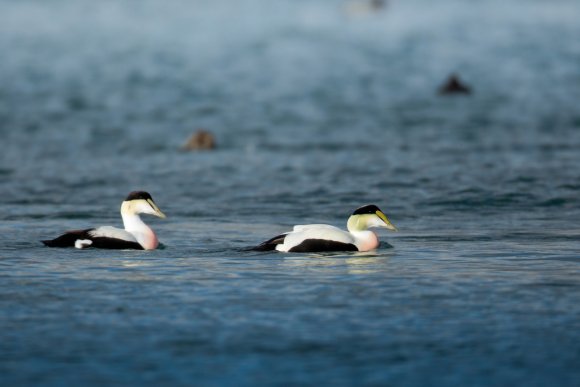 Edredone - Common Eider (Somateria mollissima)