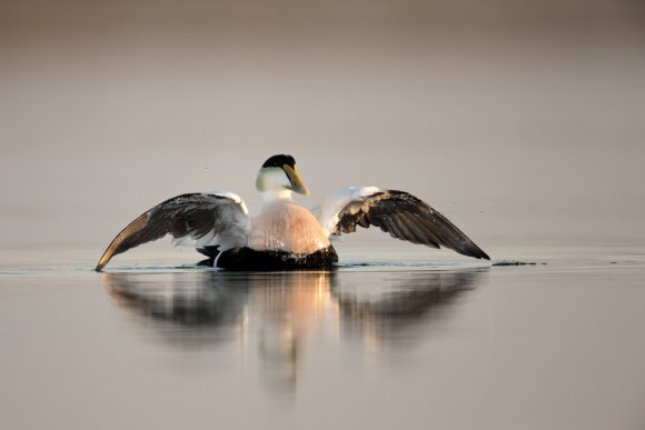 Edredone - Common Eider (Somateria mollissima)