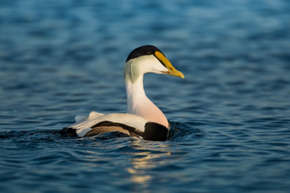 Edredone - Common eider (Somateria mollissima)