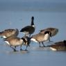 Oca canadese - Canadian goose (Branta canadensis)