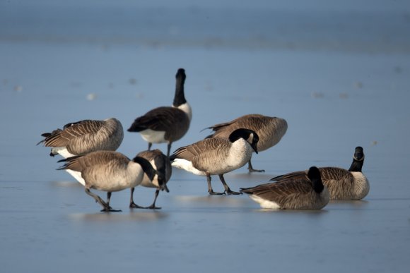 Oca canadese - Canadian goose (Branta canadensis)