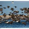 Edredone - Common Eider (Somateria mollissima)