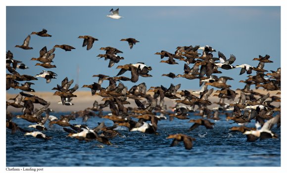 Edredone - Common Eider (Somateria mollissima)