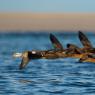 Re degli edredoni - King Eider (Somateria spectabilis)