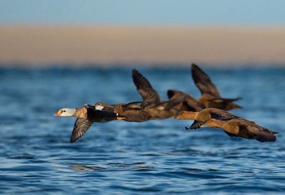 Re degli edredoni - King Eider (Somateria spectabilis)