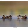 Anatra marzaiola - Garganey (Anas querquedula)