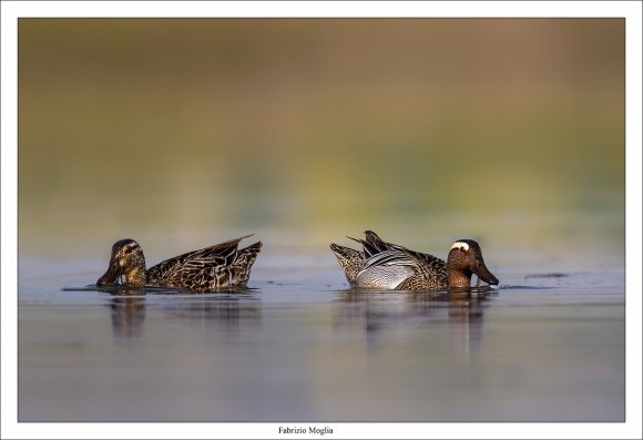 Anatra marzaiola - Garganey (Anas querquedula)