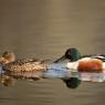 Mestolone -  Northern shoveler (Anas clypeata)