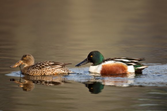 Mestolone -  Northern shoveler (Anas clypeata)