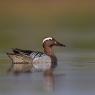 Anatra marzaiola - Garganey (Anas querquedula)