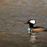 Smergo dal ciuffo - Hooded merganser (Lophodytes cucullatus)