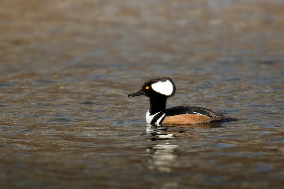 Smergo dal ciuffo - Hooded merganser (Lophodytes cucullatus)