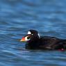 Orco marino - Velvet scoter (Melanitta fusca)