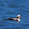 Moretta codona - Long-tailed duck (Clangula hyemalis)