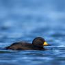 Orchetto marino americano - Black scoter (Melanitta americana)