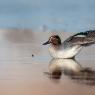 Alzavola - Common teal (Anas crecca)