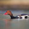 Fistione turco - Red crested pochard (Netta rufina)