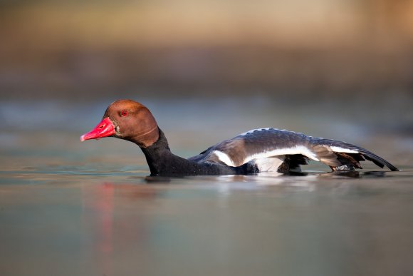 Fistione turco - Red crested pochard (Netta rufina)