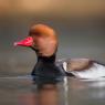 Fistione turco - Red crested pochard (Netta rufina)