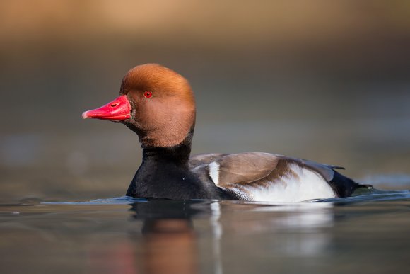 Fistione turco - Red crested pochard (Netta rufina)